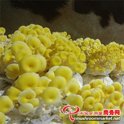 曲靖市 工廠化榆黃蘑豐收季 旅游咨詢(xún)推動(dòng)產(chǎn)業(yè)融合